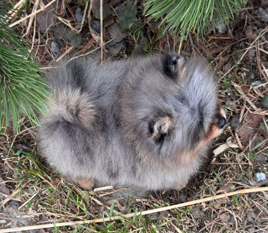 Собаки в Санкт-Петербурге: Мальчик шпиц мини мерле, голубой глаз Мальчик, 70 000 руб. - фото 4