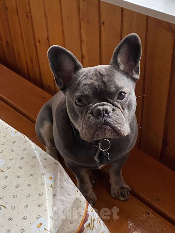 Собаки в Москве: Чивас Мальчик, Бесплатно - фото 5