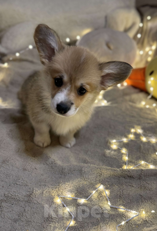 Собаки в Владивостоке: Щенок Вельш-корги Пемброк  Девочка, 75 000 руб. - фото 2