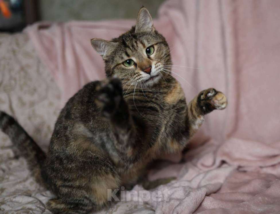 Кошки в Москве: Кошка в добрые руки Девочка, Бесплатно - фото 4