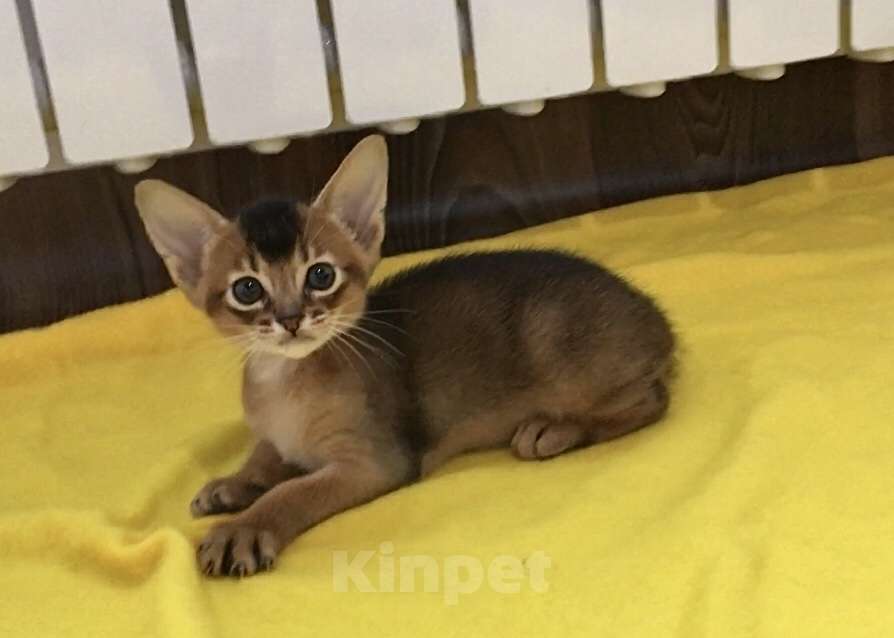 Кошки в Верее: Абиссинский чистокровный котёнок Мальчик, 30 000 руб. - фото 1