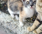 Кошки в Севастополе: Отдам 4 котёнка в хорошие руки ! Мальчик, Бесплатно - фото 2