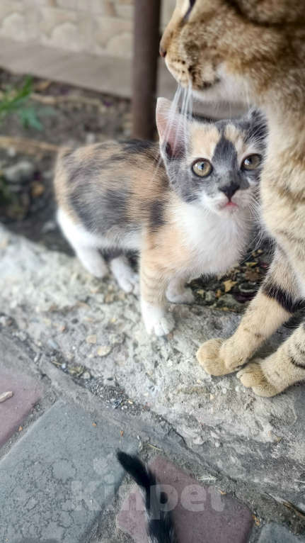 Кошки в Севастополе: Отдам 4 котёнка в хорошие руки ! Мальчик, Бесплатно - фото 2