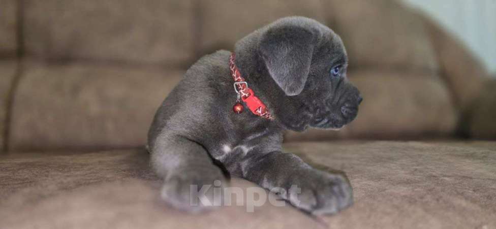 Собаки в Москве: Щенки Кане Корсо Мальчик, 70 000 руб. - фото 8