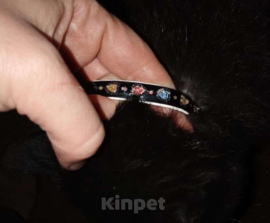 Кошки в Ногинске: Шикарный кот хорошей хозяйке Мальчик, Бесплатно - фото 3