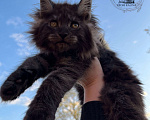 Кошки в Санкт-Петербурге: Кошечка мейн-кун черный дым Девочка, 50 000 руб. - фото 1