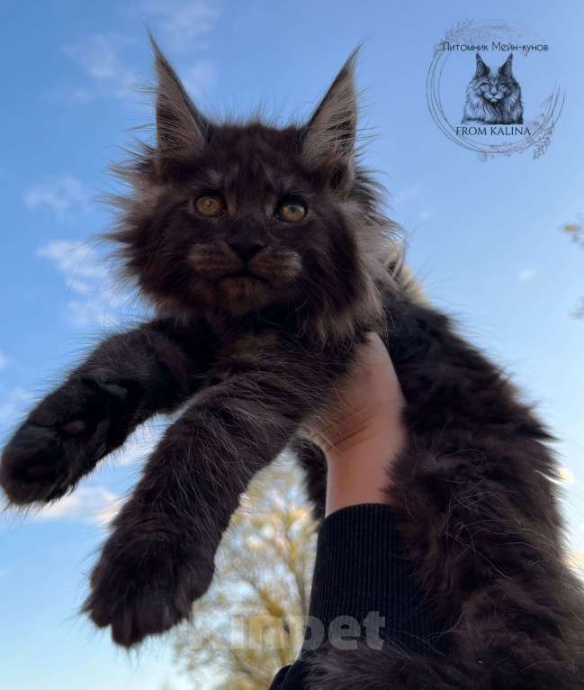 Кошки в Санкт-Петербурге: Кошечка мейн-кун черный дым Девочка, 50 000 руб. - фото 1