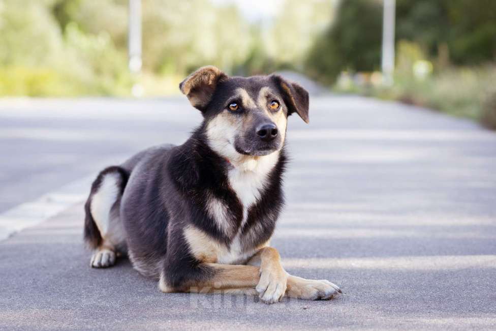 Собаки в Москве: Миниатюрная молодая девочка из приюта ищет дом Девочка, Бесплатно - фото 2