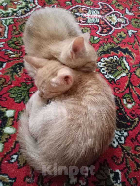 Кошки в Нижнем Новгороде: Котик рыжик Мальчик, Бесплатно - фото 4