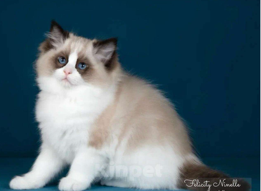 Кошки в Москве: Рэгдолл котята  Мальчик, 200 000 руб. - фото 6