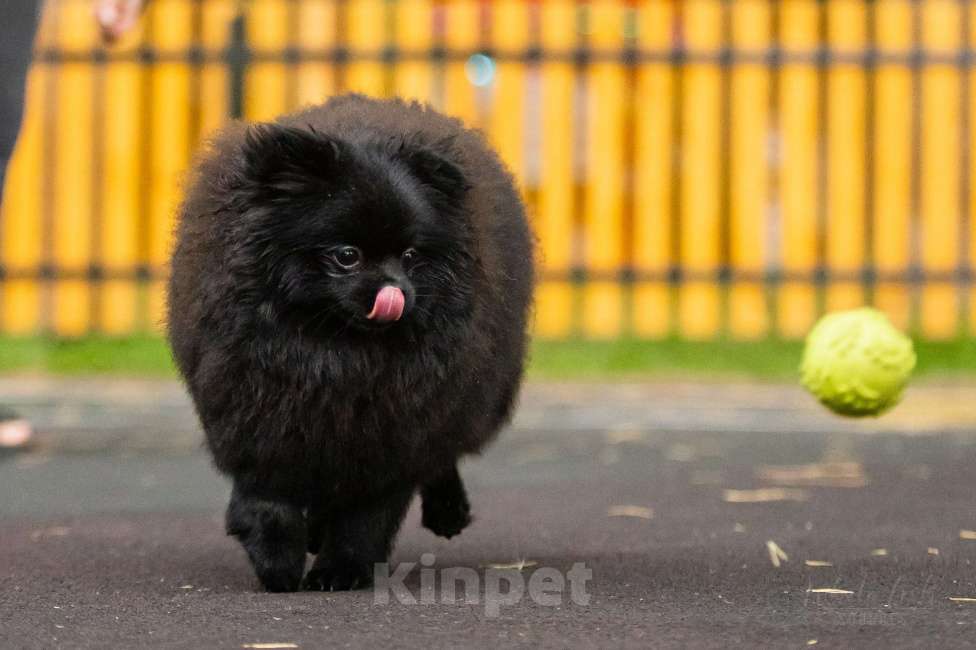 Собаки в Новосибирске: Померанский шпиц Мальчик, 45 000 руб. - фото 2