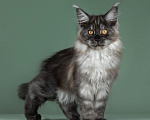 Кошки в Видном: Котенок мейн-кyн Алиса, Черная Жемчужина, Чудо с кисточками 🤍🤍🤍 Девочка, 50 000 руб. - фото 10