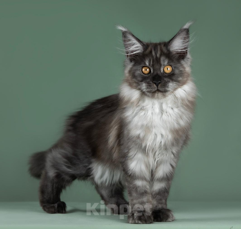 Кошки в Видном: Котенок мейн-кyн Алиса, Черная Жемчужина, Чудо с кисточками 🤍🤍🤍 Девочка, 50 000 руб. - фото 10