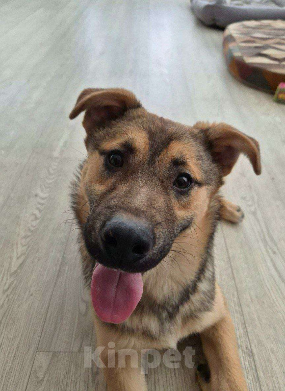 Собаки в Москве: Солнечный Рэкс ищет семью Мальчик, Бесплатно - фото 2