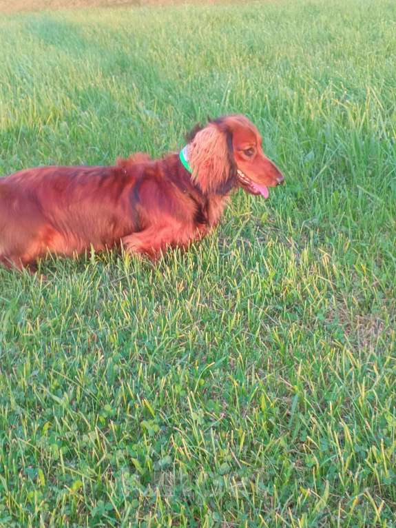 Собаки в Санкт-Петербурге: Вязка Мальчик, 1 руб. - фото 6