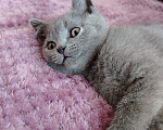 Кошки в Североморске: Продам Шотландского прямоухого котенка Мальчик, 17 000 руб. - фото 3