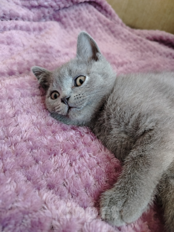 Кошки в Североморске: Продам Шотландского прямоухого котенка Мальчик, 17 000 руб. - фото 3