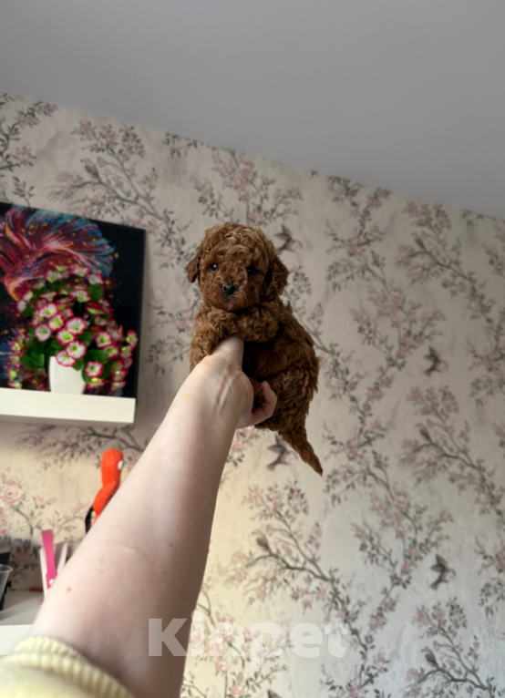 Собаки в Москве: Девочка Девочка, 50 000 руб. - фото 1