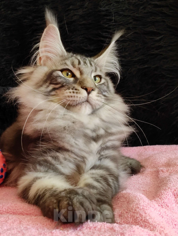 Кошки в Казани: Котик Арон Мальчик, Бесплатно - фото 2