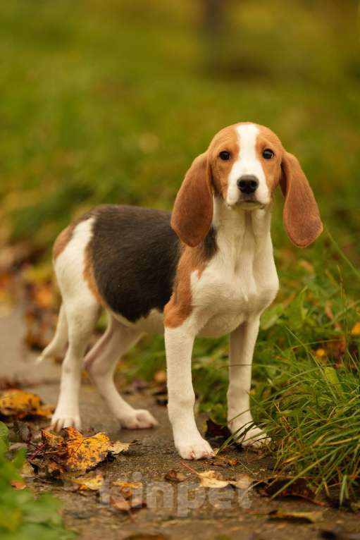 Собаки в других городах Московской области: Кобель гончей хочет домой Мальчик, 19 000 руб. - фото 6