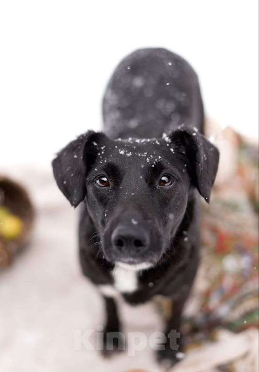 Собаки в Москве: Хлоя. Чёрная жемчужина со дна океана Девочка, Бесплатно - фото 3