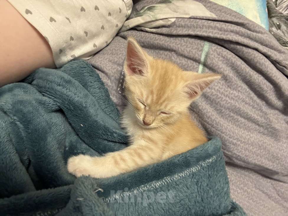 Кошки в Омске: Продам мейн-куна мальчика Мальчик, 2 000 руб. - фото 3