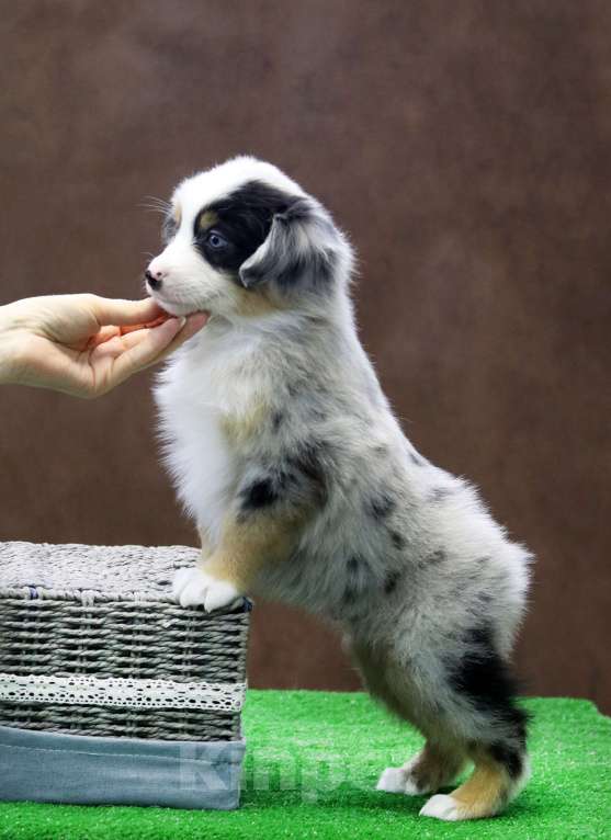 Собаки в Москве: Мини аусси шикарный мальчик Мальчик, 120 000 руб. - фото 4