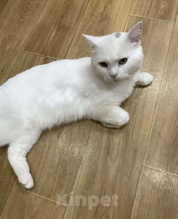 Кошки в Санкт-Петербурге: Котенок Зефирчик . 6 мес Мальчик, Бесплатно - фото 2