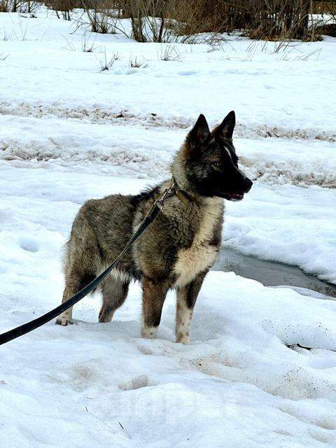 Собаки в Москве: Изящная собака Милка в добрые руки Девочка, Бесплатно - фото 2
