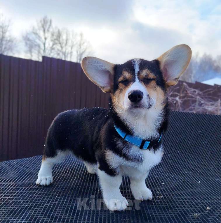 Собаки в Владимире: Вельш корги пемброк  Мальчик, Бесплатно - фото 2