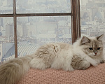 Кошки в Москве: Котик 3 мес Мальчик, Бесплатно - фото 4