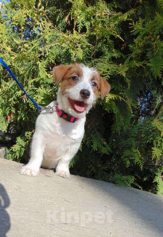 Собаки в Москве: Щенок Джек Рассел терьера (мальчик) Мальчик, 30 000 руб. - фото 2