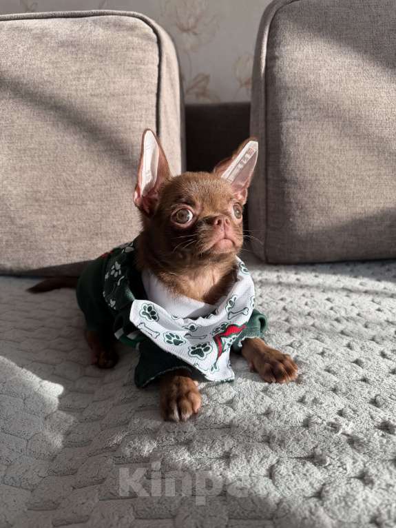 Собаки в Ижевске: Щенок чихуахуа Мальчик, 50 000 руб. - фото 2