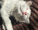 Кошки в Москве: Котенок Офелия ищет дом Девочка, Бесплатно - фото 7