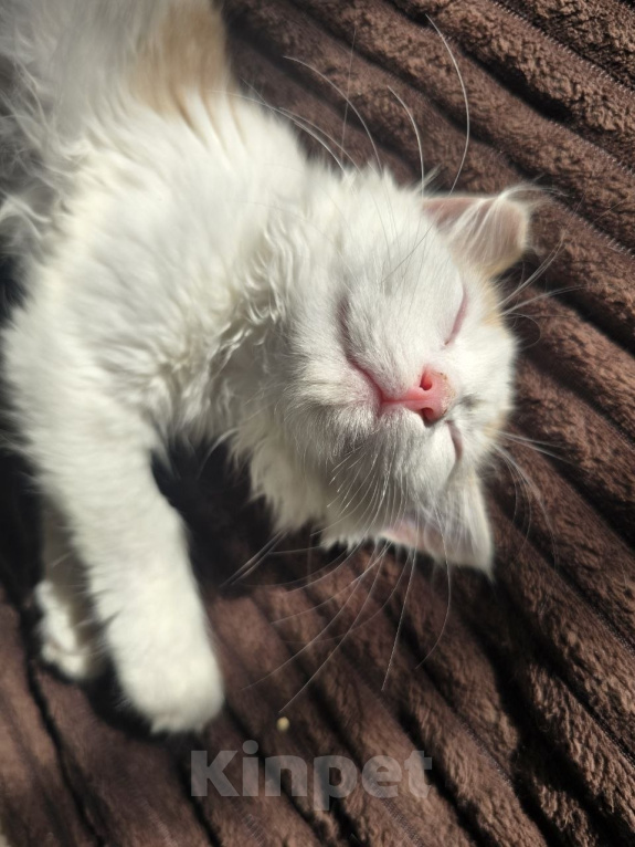 Кошки в Москве: Котенок Офелия ищет дом Девочка, Бесплатно - фото 7