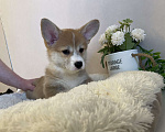 Собаки в Новосибирске: Девочка Вельш корги Девочка, 80 000 руб. - фото 3