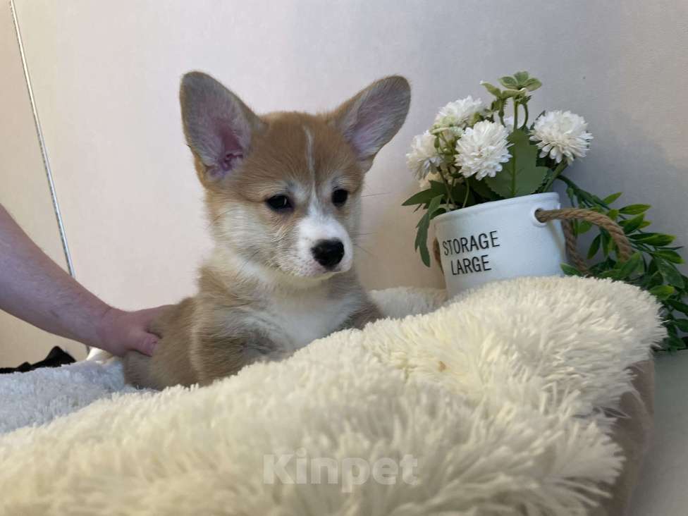 Собаки в Новосибирске: Девочка Вельш корги Девочка, 80 000 руб. - фото 3