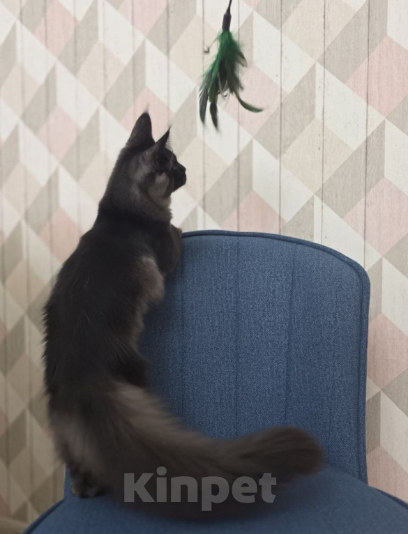 Кошки в Краснодаре: Котенок Мейн-кун Девочка, 50 000 руб. - фото 2