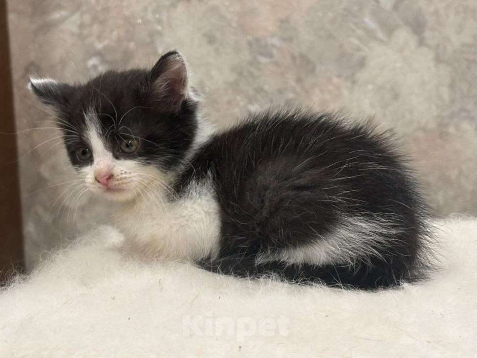 Кошки в Москве: Малютка Шанечка. Котенок в добрые руки. Девочка, Бесплатно - фото 7