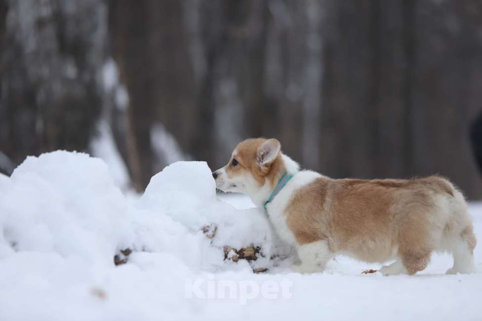 Собаки в Тюмени: Винтер Мистери Роскошная жизнь  Девочка, 70 000 руб. - фото 5