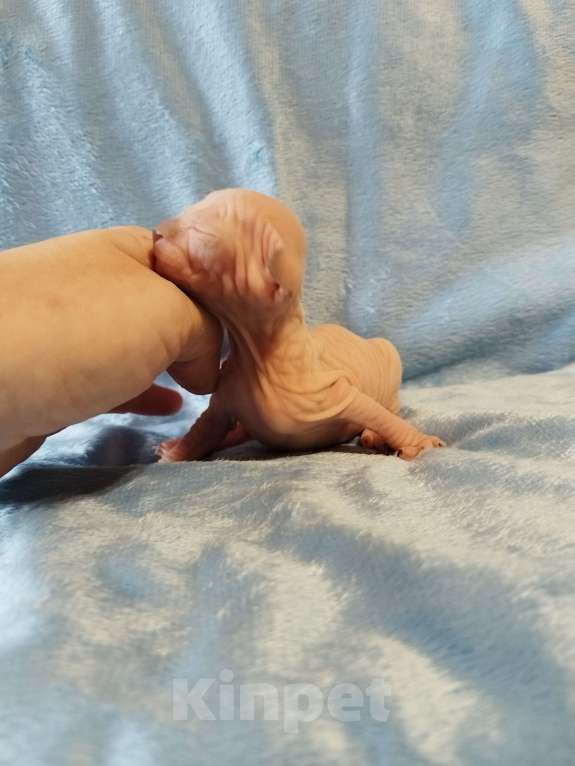 Кошки в Кировске (Мурманская область): Канадский сфинкс котята Мальчик, 50 000 руб. - фото 6