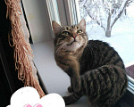 Кошки в Гагарине: Котик ищет дом, Бесплатно - фото 4