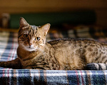 Кошки в Москве: Лео - полосатый молодой котик в добрые руки Мальчик, 50 руб. - фото 4