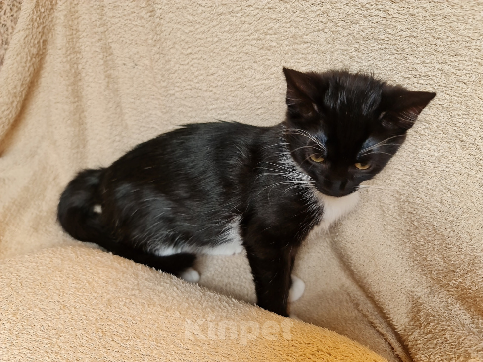 Кошки в Санкт-Петербурге: Славный котёнок - девочка ищет дом ! Девочка, Бесплатно - фото 1