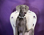 Собаки в Москве: Шикарная девочка веймаранера ( веймарская легавая )  Девочка, Бесплатно - фото 4
