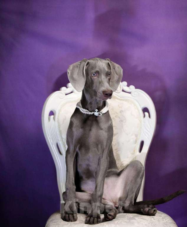 Собаки в Москве: Шикарная девочка веймаранера ( веймарская легавая )  Девочка, Бесплатно - фото 4