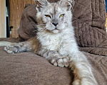 Кошки в Челябинске: Котик мейн кун Мальчик, 70 000 руб. - фото 4