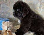 Собаки в Саратове: Щенок Ньюфаундленд Мальчик, Бесплатно - фото 3