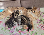 Кошки в Химках: Шотландские прямоухие котята Разнополые, 15 000 руб. - фото 5