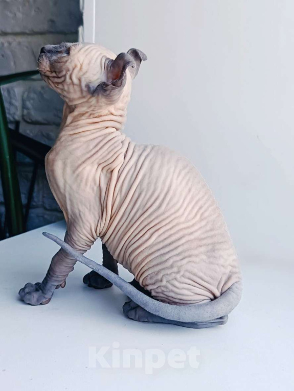 Кошки в Нефтекамске: канадский сфинкс эльф Мальчик, 45 000 руб. - фото 7